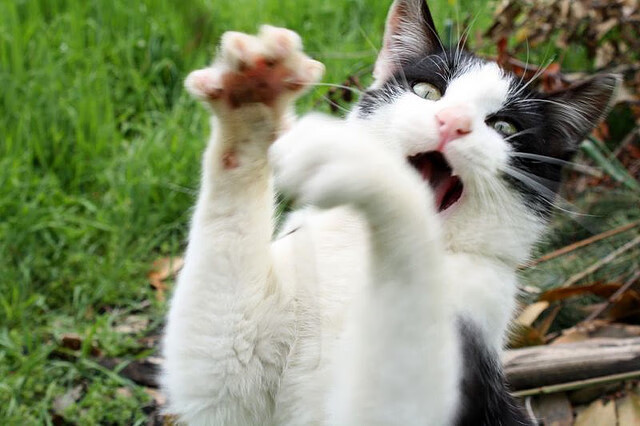 那不勒斯攻防节奏切换更加流畅，那不勒斯阵型图2020